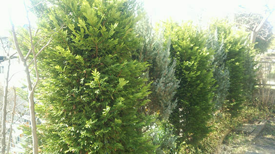 tree1