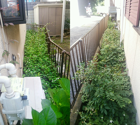 除草前