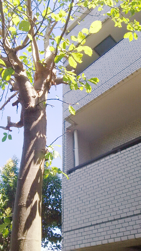 植木剪定の後
