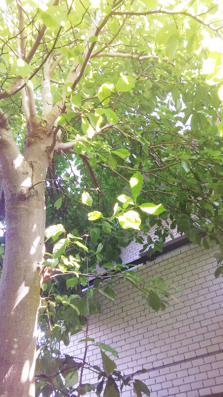 植木剪定の前