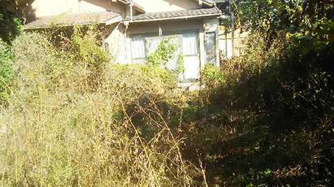 草刈り前