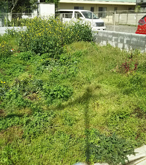 除草前