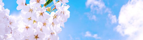 sakura