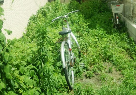 草刈り必要